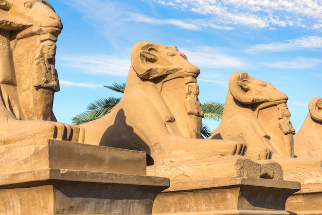 Sphinx dans le temple de Karnak sous les nuages du matin, Louxor