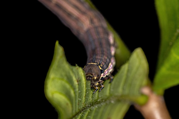 Photo sphinx macroglossine molette caterpillar de l'espèce isognathus allamandae mangeant allamanda plante de l' espèce allamanda blanchetii