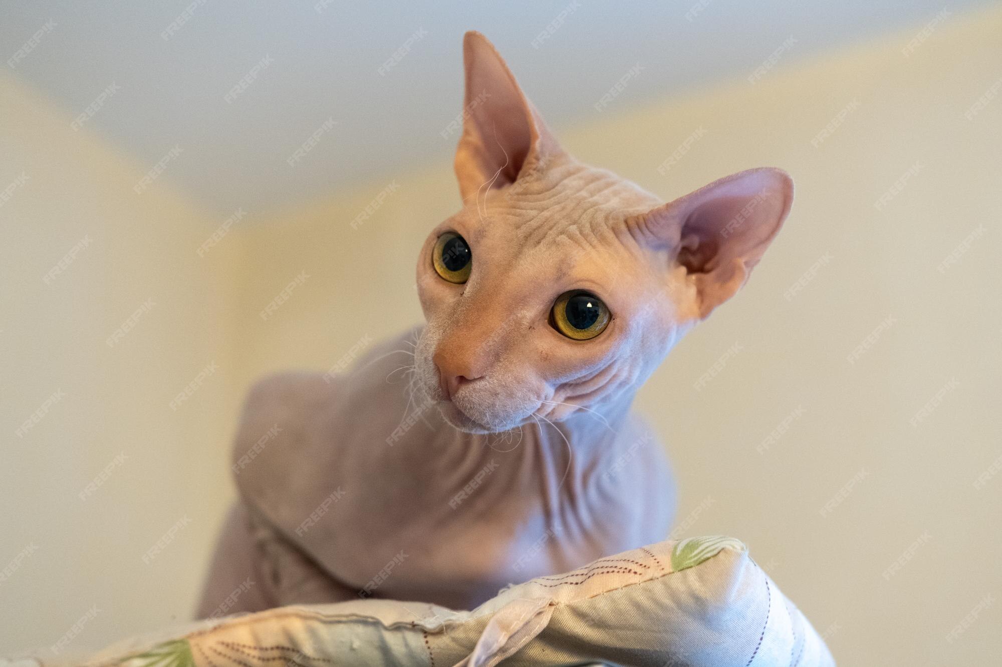 Images Chat Sans Poils Sphynx Vecteurs Photos Et Psd Gratuits