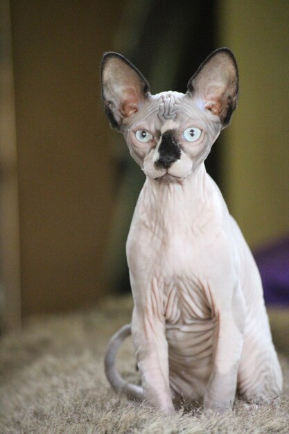 Sphynx assis