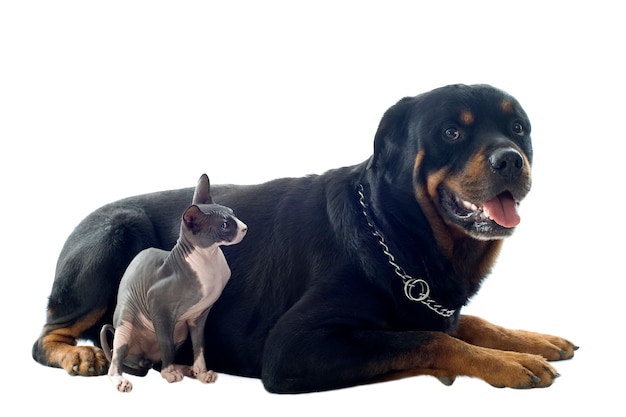 Sphynx Cat Et Rottweiler