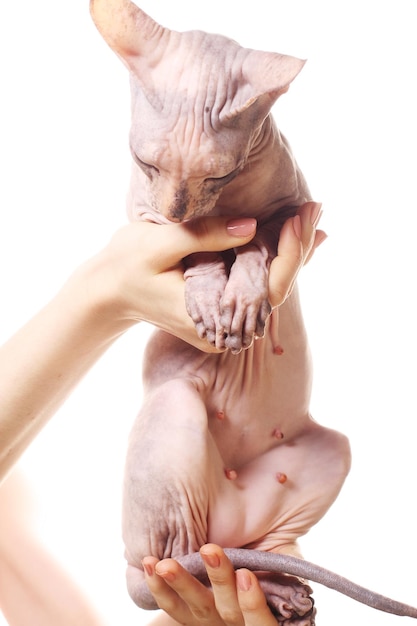 Sphynx Cat