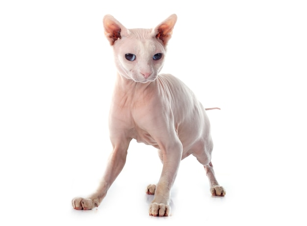 Sphynx Chat Sans Poil