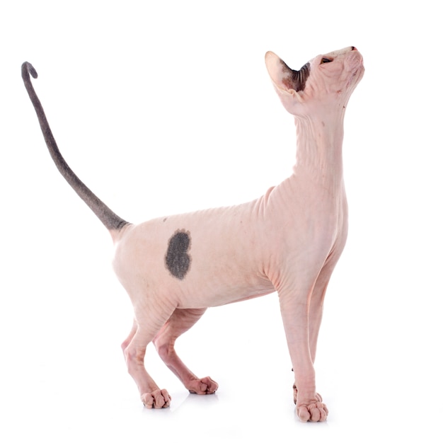 Sphynx Chat Sans Poil