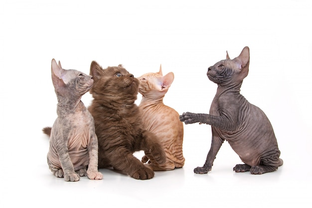 sphynx et chatons britanniques