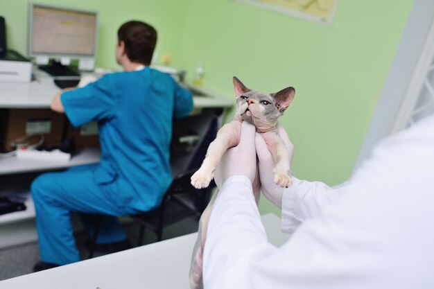 Sphynx à l'examen dans une clinique vétérinaire.