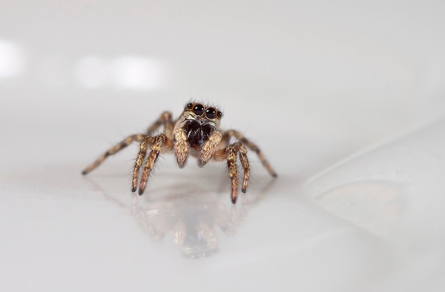 spider jumper dans un habitat naturel