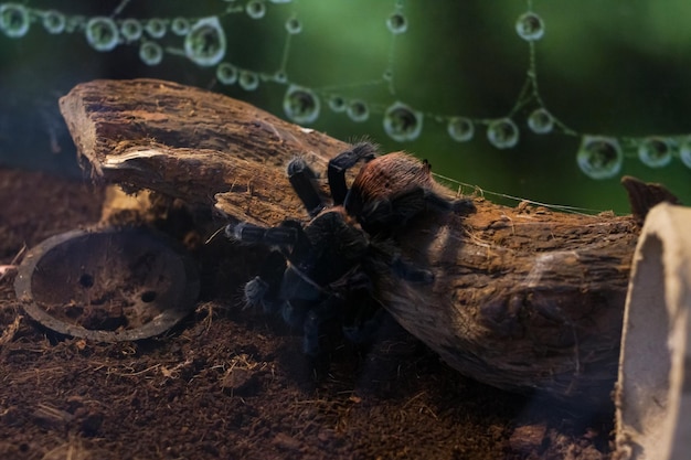 Spider pamphobeteus insignis dans un gros plan de terrarium