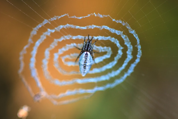 Spider sur le web.