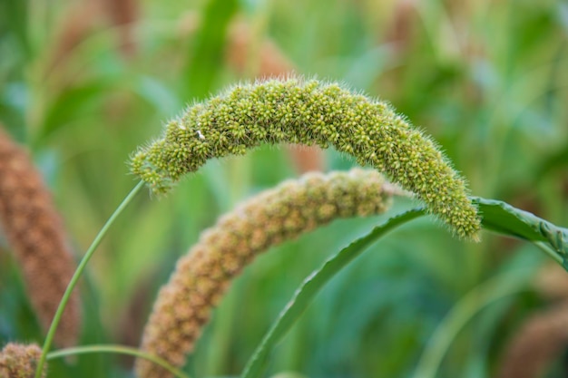 Spike de millet avec une faible profondeur de champ sélectif Focu