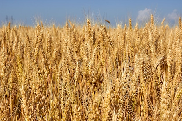 Spiking or épis de blé contre le ciel bleu nuage Le thème de l'agriculture une riche récolte