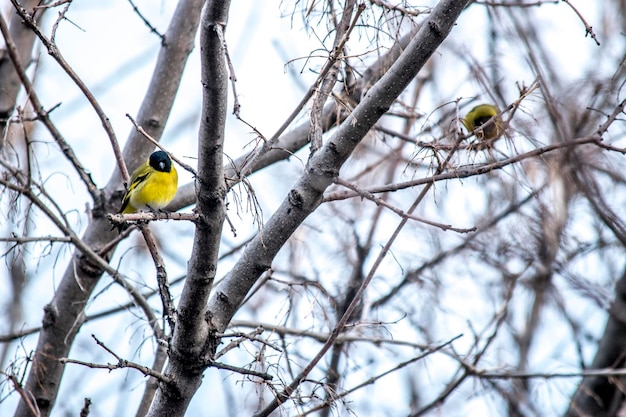 Spinus magellanicus dans les branches d'un arbre automnal