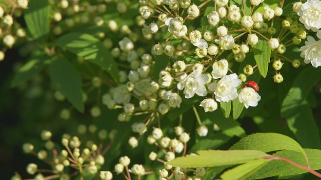 Spiraea cantoniensis couronne de mariée spirea ou couronne de mariage double fleurs de printemps blanches pan