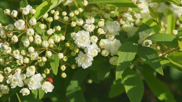 Spiraea cantoniensis sur un fond flou spiraea japonais arbuste de couverture et plante à fleurs immobile