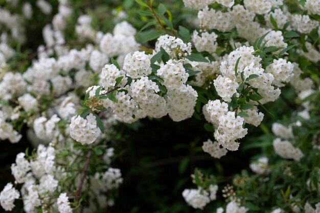 Spiraea chamaedryfolia ou spirée germandrée ou spirée à feuilles d'orme fleurs blanches sur fond vert