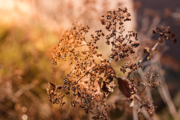 Une Spirea Japonica recolorée dans la lumière hivernale