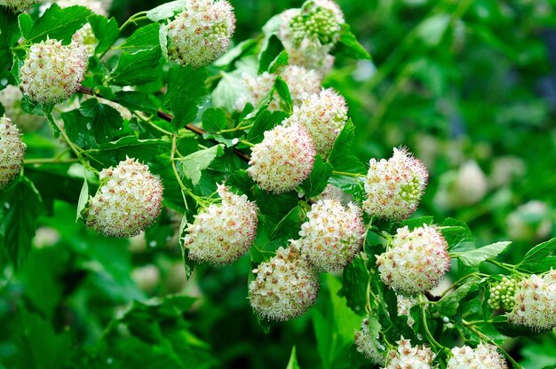 Spirea viburnum Physocarpus opulifolius un matin d'été dans la région de Moscou Russie