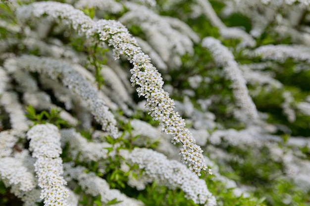 spirée au printemps gros plan