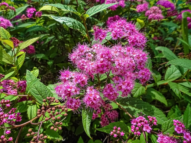 Spirée japonaise à fleurs roses dans le jardin d'été.