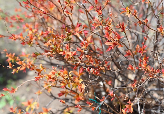 Spirée japonaise reine des prés aux feuilles d'oranger