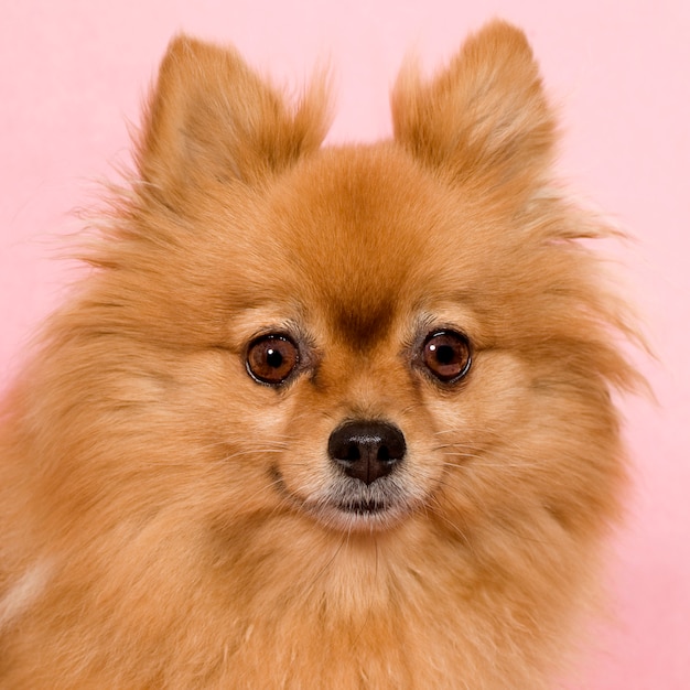 Spitz (6 ans)