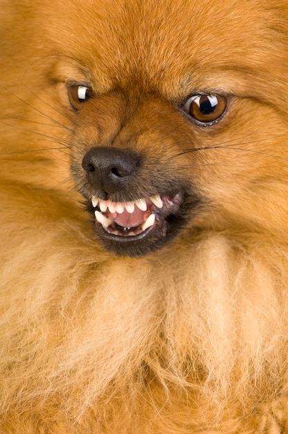 Spitz agressif avec 3 ans. Portrait de chien