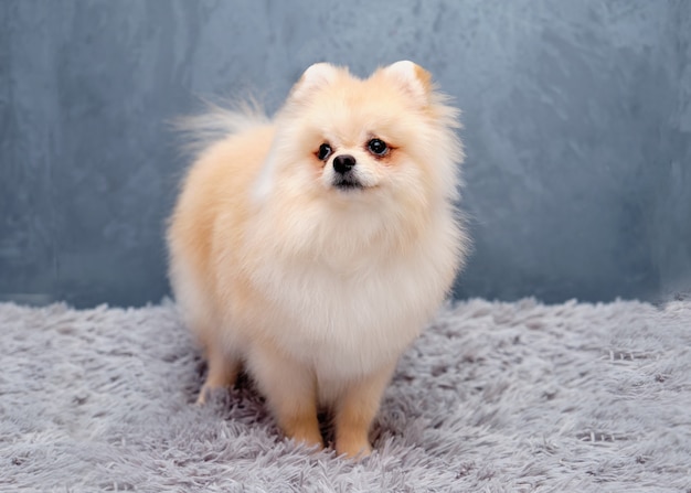 Photo spitz allemand sur un mur gris debout sur un tapis.