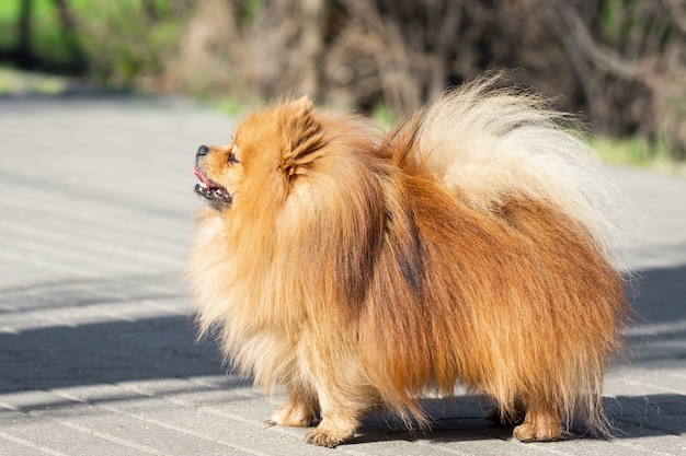 Spitz chien mignon sur la nature