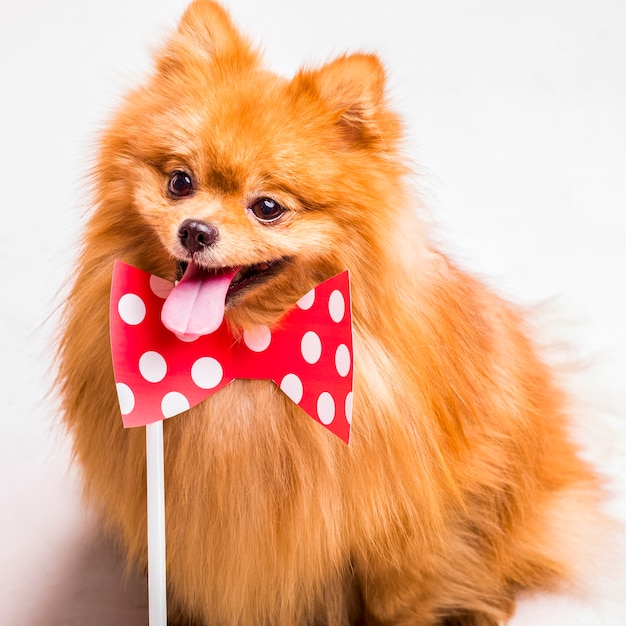 Spitz doré qui sort la langue avec un accessoire de bowtie