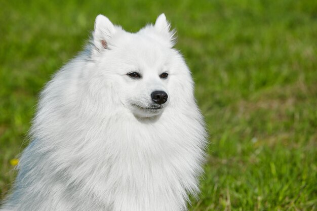 Spitz japonais blanc de race pure au printemps sur fond d'herbe portrait d'un jeune chien espiègle