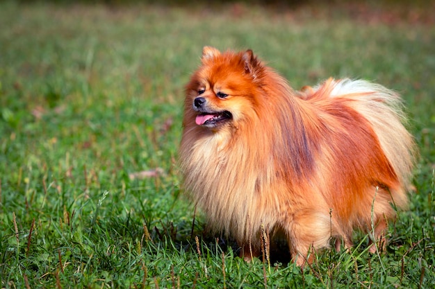 Spitz Pomeranian gros plan sur le fond d'un champ vert..