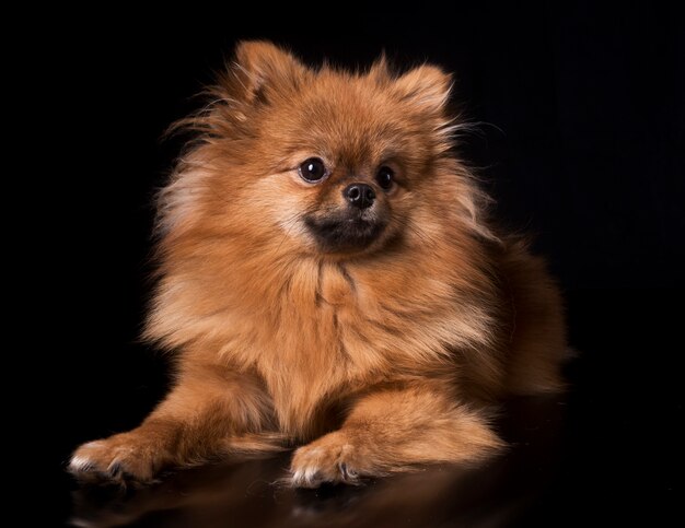 spitz pomeranian en studio