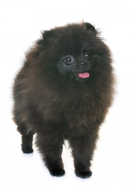 spitz pomeranian en studio