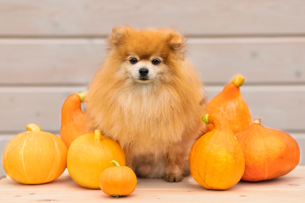 Spitz de Poméranie, chien avec des citrouilles sur fond de bois. récolte d'automne.