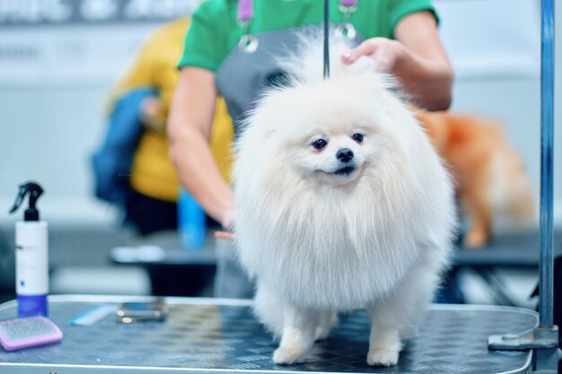 Un Spitz poméranien blanc sur la table montre sa coiffure