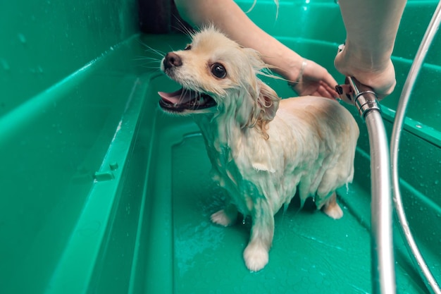 Spitz poméranien se douche avec du shampoing dans un bain pour chien