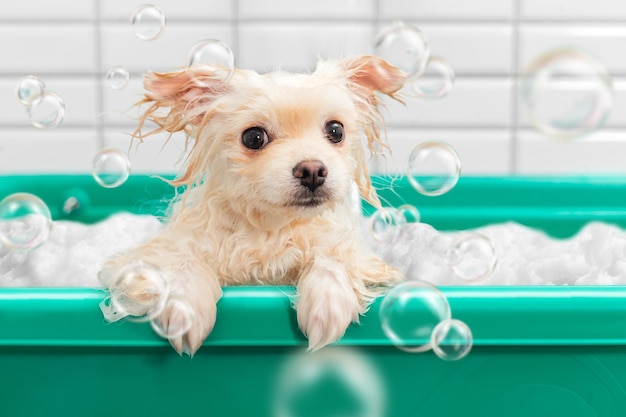 Spitz poméranien se douche avec du shampoing dans un bain pour chien