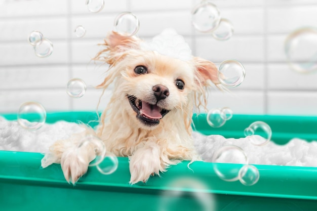 Photo spitz poméranien se douche avec du shampoing dans un bain pour chien