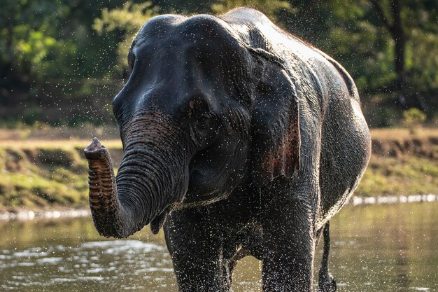 Splash d'eau à l'heure du bain d'éléphant.