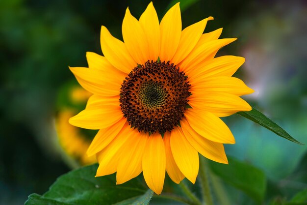 La splendeur éphémère d'une fleur en pleine floraison