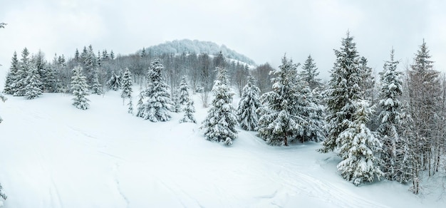 Splendide paysage alpin en hiver Fantastique matinée glaciale dans la forêt de pins enneigés sous la lumière du soleil Fantastique montagne Highland Incroyable fond d'hiver Merveilleuse scène de Noël