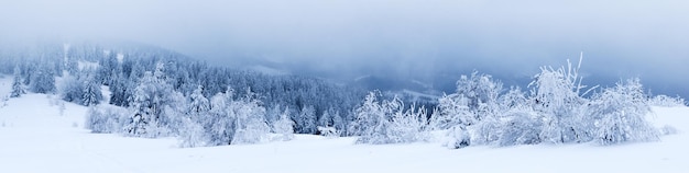 Splendide paysage alpin en hiver Fantastique matinée glaciale dans la forêt de pins enneigés sous la lumière du soleil Fantastique montagne Highland Incroyable fond d'hiver Merveilleuse scène de Noël