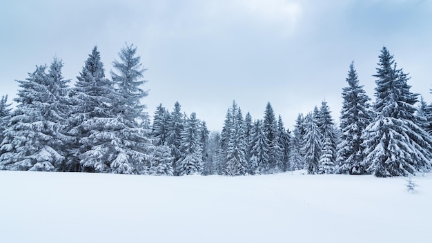 Photo splendide paysage alpin en hiver fantastique matinée glaciale dans la forêt de pins enneigés sous la lumière du soleil fantastique montagne highland incroyable fond d'hiver merveilleuse scène de noël
