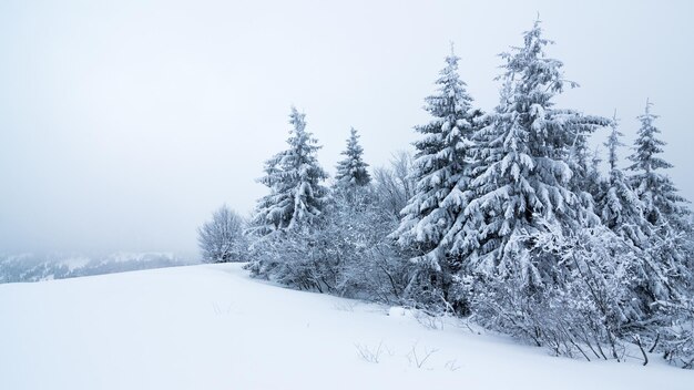 Splendide paysage alpin en hiver Fantastique matinée glaciale dans la forêt de pins enneigés sous la lumière du soleil Fantastique montagne Highland Incroyable fond d'hiver Merveilleuse scène de Noël