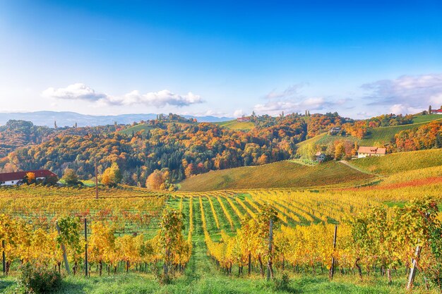 Splendide paysage de vignobles en Styrie du Sud près de Gamlitz