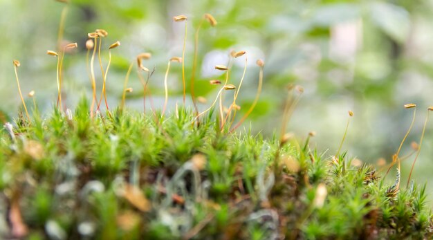 Photo spores de mousse en gros plan