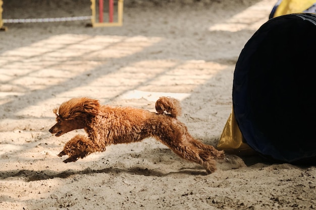 Sports de vitesse et d'agilité avec chien Compétitions d'agilité Chien de race caniche toy de couleur rouge s'exécute