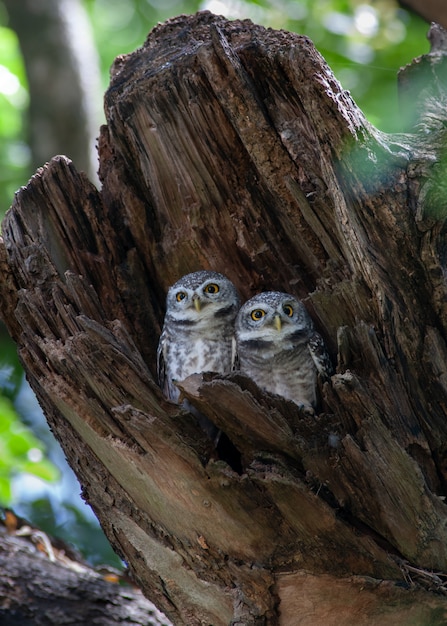 Spot Owlet dans le bois creux