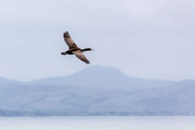 Spotted Shag (Phalacrocorax punctatus) survolant la péninsule d'Otago