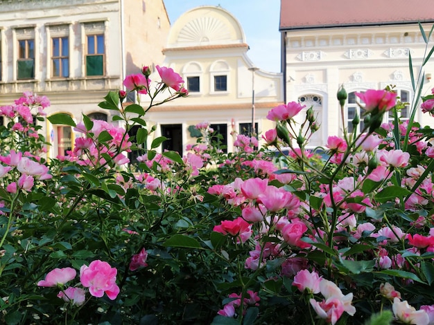 Spray de jardin roses roses avec des bourgeons brillants Décoration et conception des rues de la ville parterres de fleurs pelouses